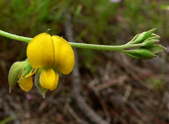 {Crotalaria maritima}